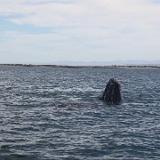 IMG 0001 2 (58)